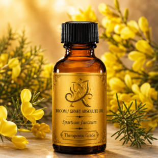 BROOM / GENET ABSOLUTE OIL